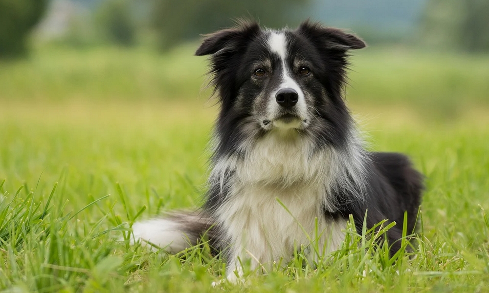 HUNDE-QUIZ # 1 15 HUNDE-QUIZ # 1 15