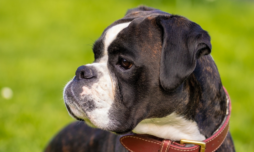 HUNDE-QUIZ # 1 8 HUNDE-QUIZ # 1 8