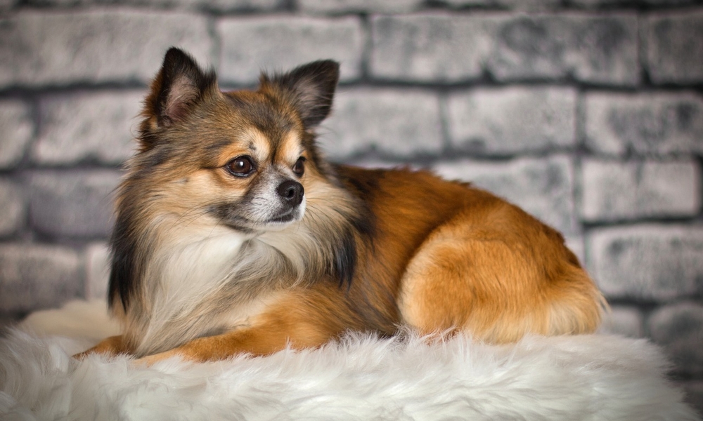 HUNDE-QUIZ # 1 10 HUNDE-QUIZ # 1 10