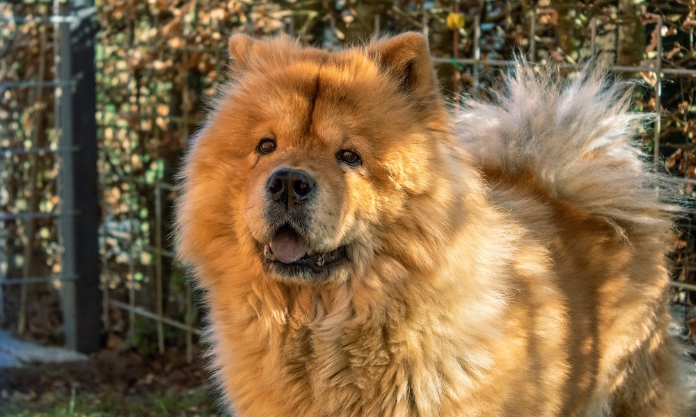 HUNDE-QUIZ # 1 9 HUNDE-QUIZ # 1 9