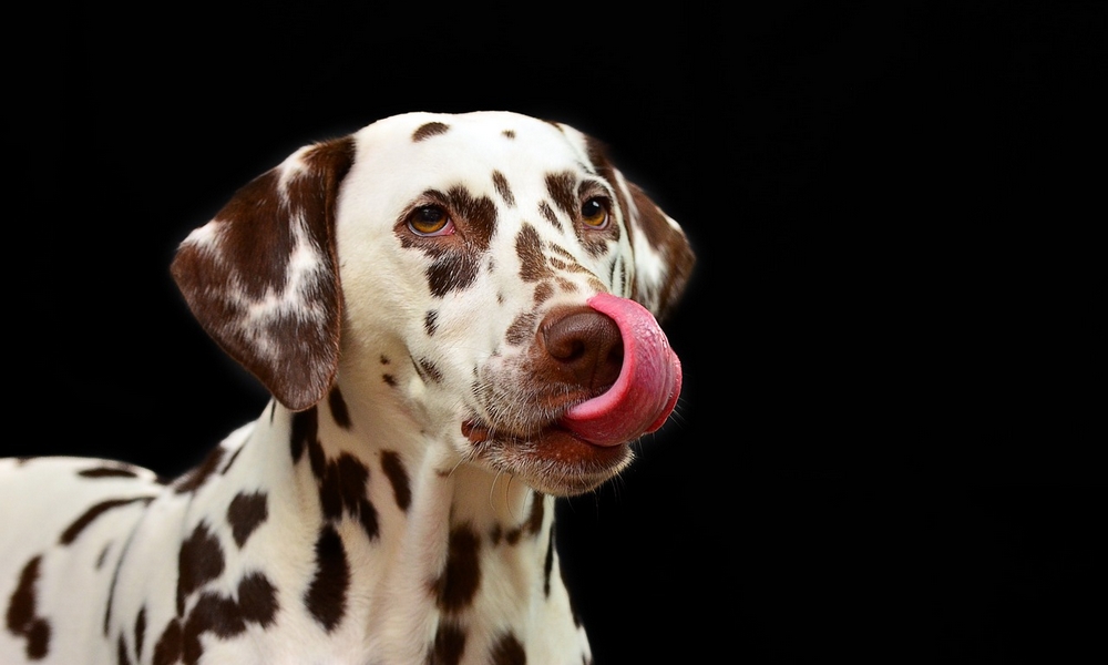 HUNDE-QUIZ # 1 5 HUNDE-QUIZ # 1 5