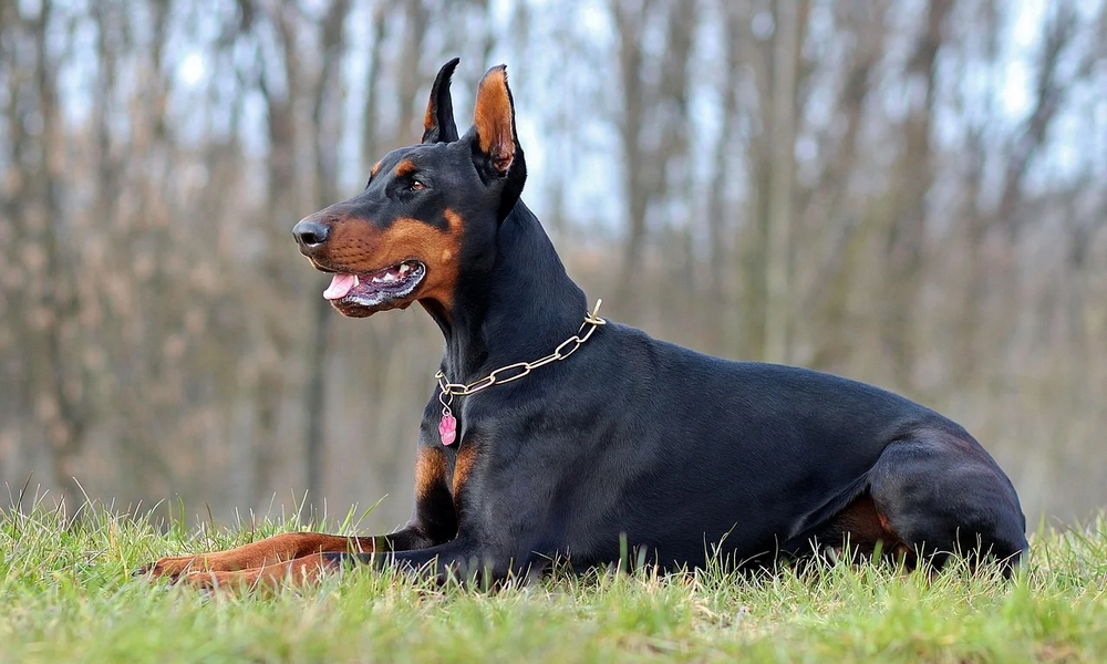 HUNDE-QUIZ # 1 19 HUNDE-QUIZ # 1 19