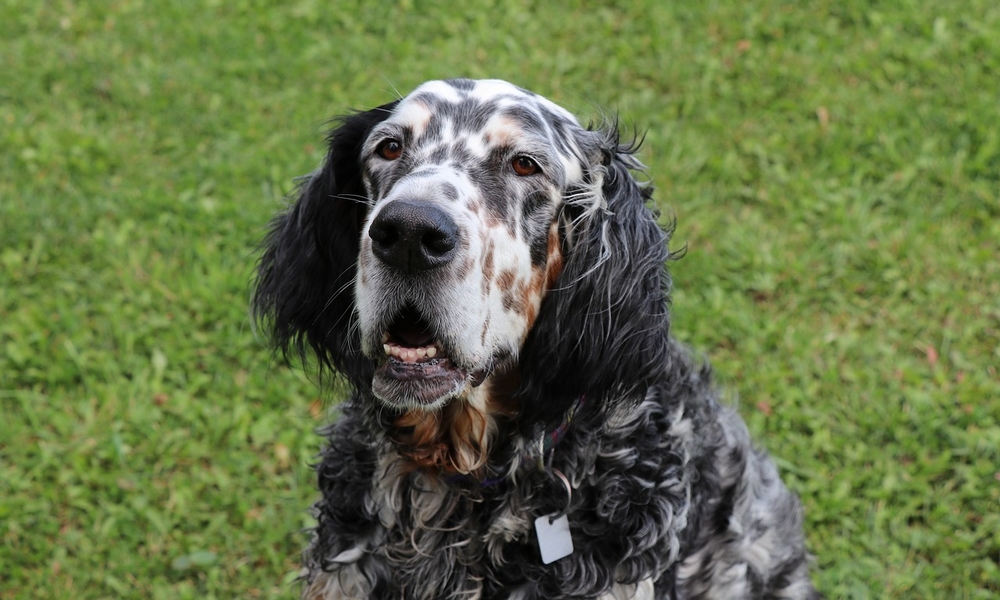 HUNDE-QUIZ # 1 21 HUNDE-QUIZ # 1 21