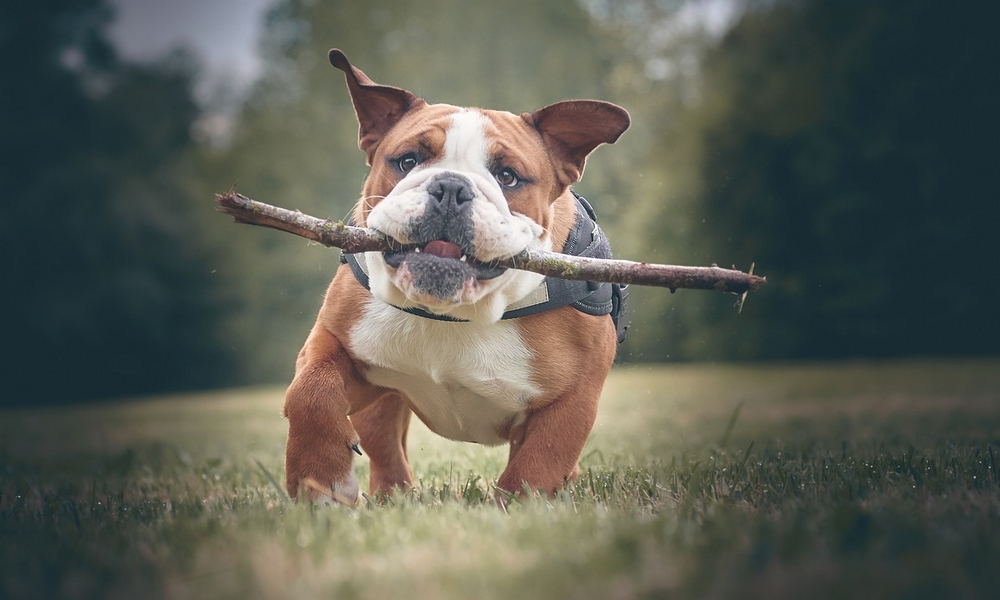 HUNDE-QUIZ # 1 17 HUNDE-QUIZ # 1 17