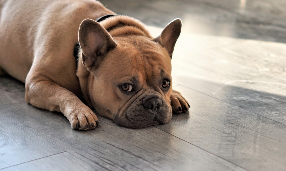 HUNDE-QUIZ # 1 16 HUNDE-QUIZ # 1 16