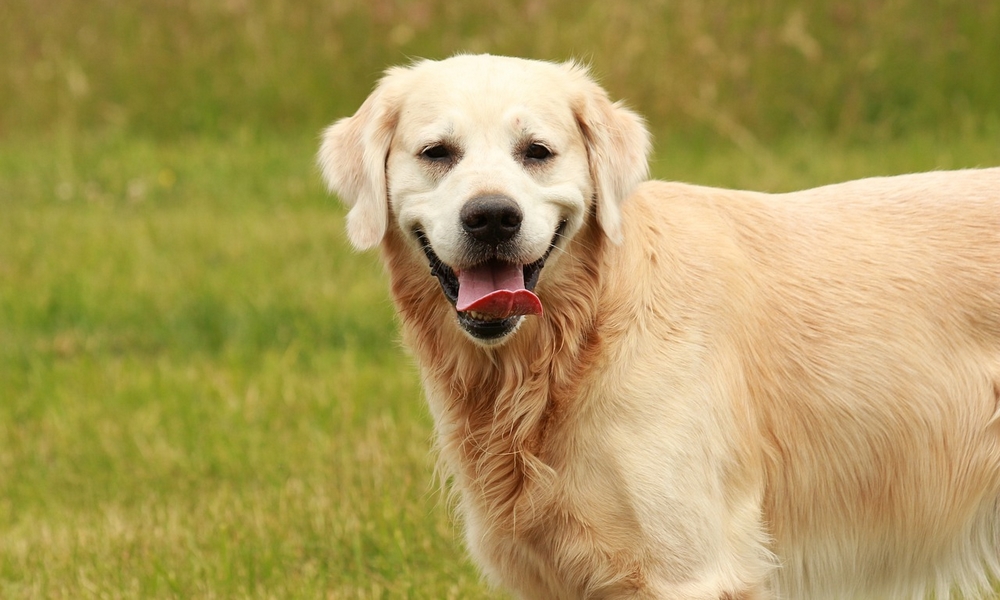 HUNDE-QUIZ # 1 4 HUNDE-QUIZ # 1 4