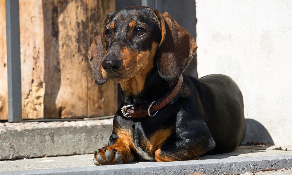 HUNDE-QUIZ # 1 12 HUNDE-QUIZ # 1 12
