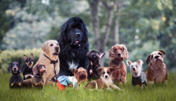 HUNDE-QUIZ # 1 1 HUNDE-QUIZ # 1 1
