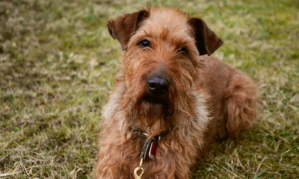 HUNDE-QUIZ # 1 14 HUNDE-QUIZ # 1 14