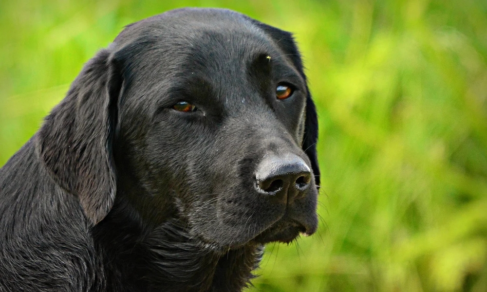 HUNDE-QUIZ # 1 2 HUNDE-QUIZ # 1 2