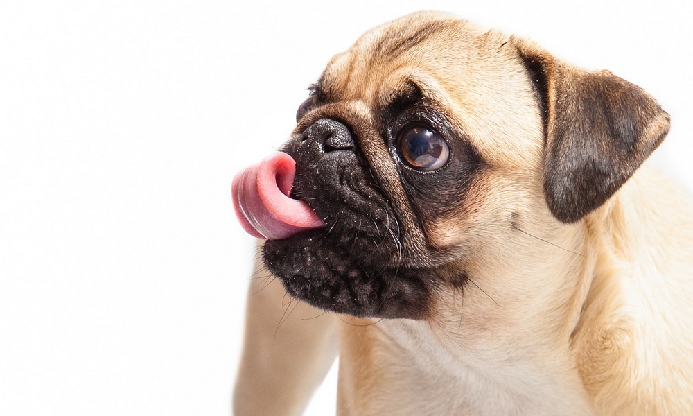 HUNDE-QUIZ # 1 3 HUNDE-QUIZ # 1 3