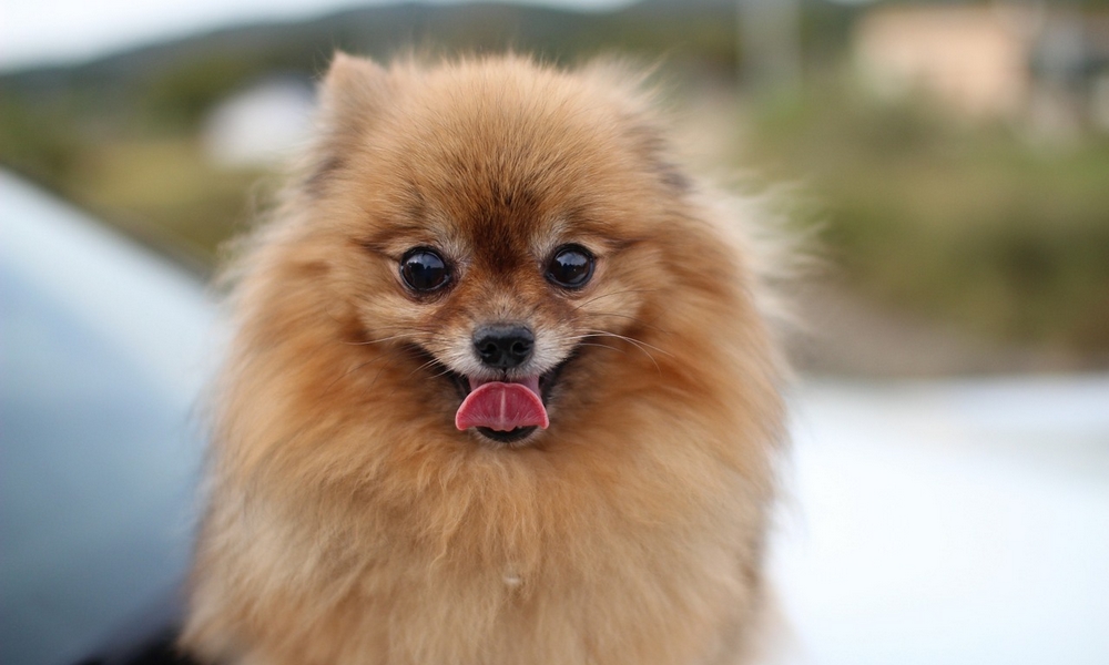 HUNDE-QUIZ # 1 20 HUNDE-QUIZ # 1 20