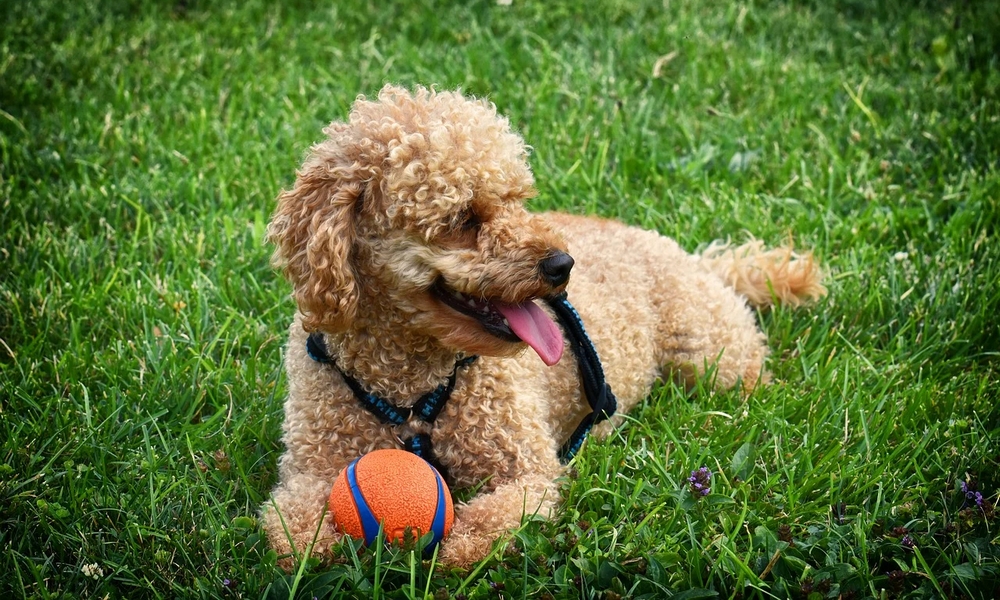 HUNDE-QUIZ # 1 7 HUNDE-QUIZ # 1 7