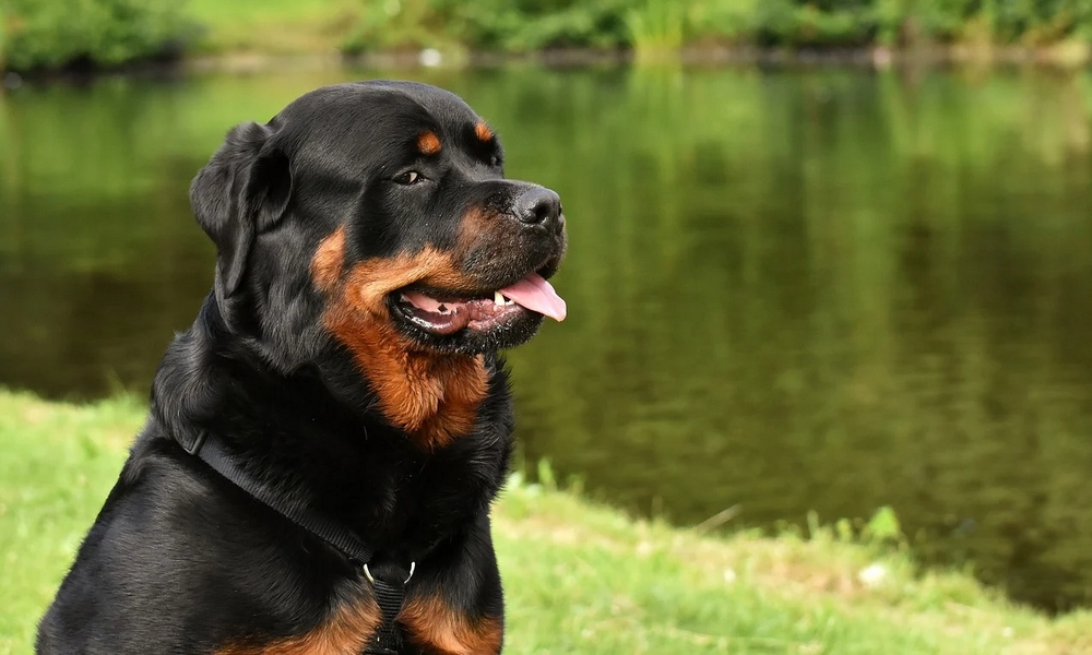 HUNDE-QUIZ # 1 18 HUNDE-QUIZ # 1 18