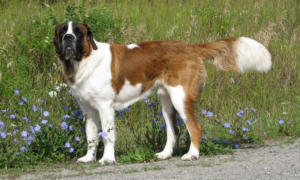 HUNDE-QUIZ # 1 13 HUNDE-QUIZ # 1 13