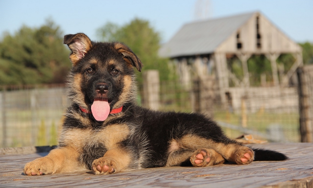 HUNDE-QUIZ # 1 6 HUNDE-QUIZ # 1 6