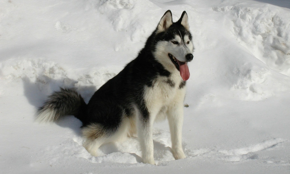 HUNDE-QUIZ # 1 11 HUNDE-QUIZ # 1 11