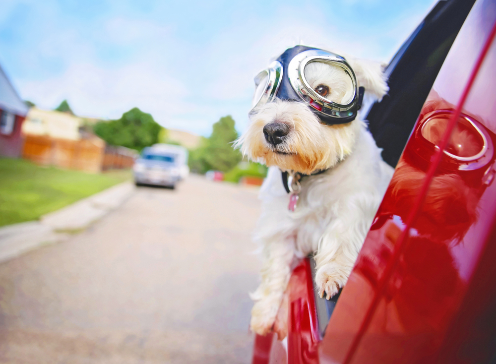 shutterstock_1020726931