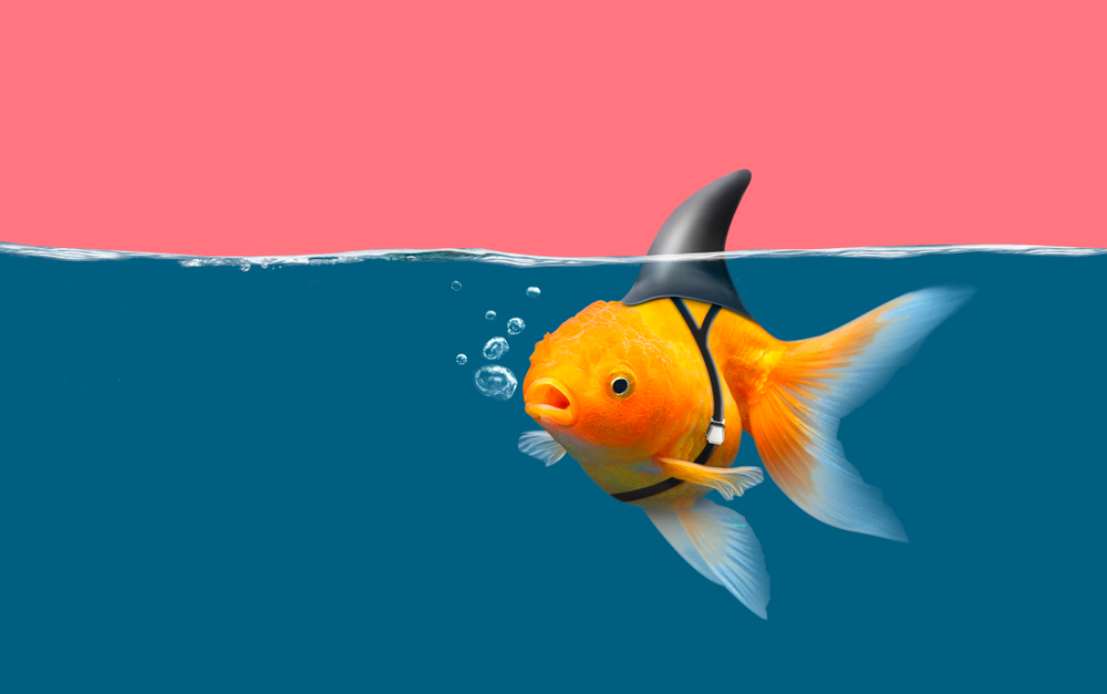 shutterstock_1244966644