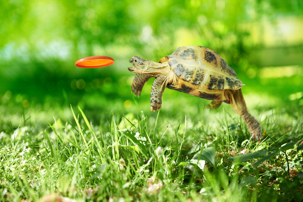 shutterstock_141479662
