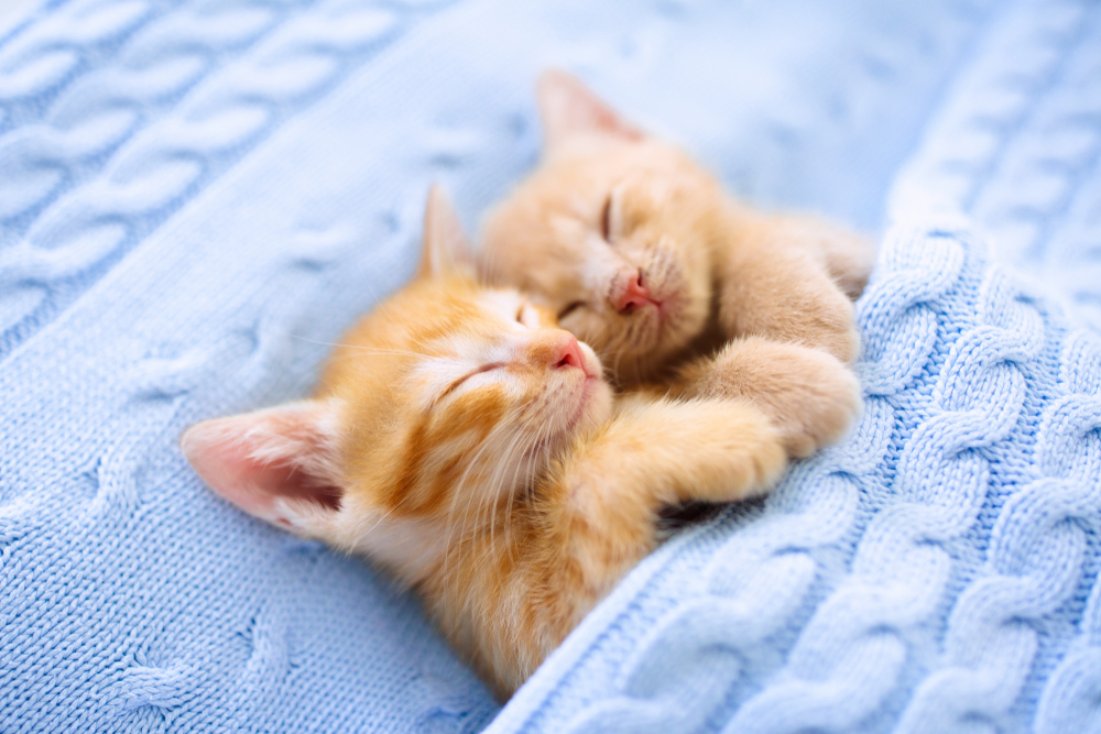 shutterstock_1470602405