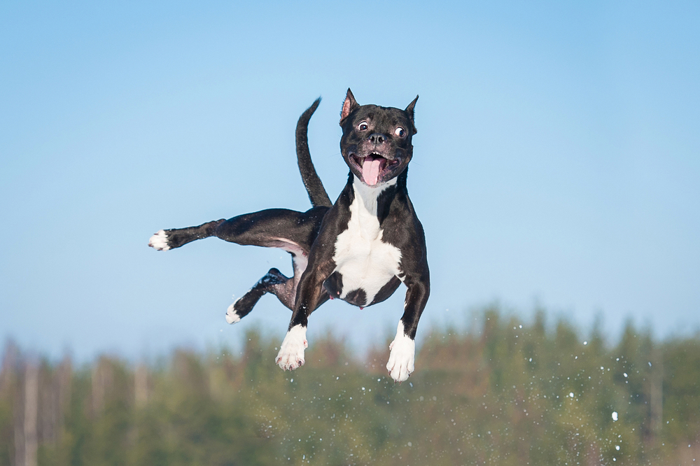 shutterstock_267575651