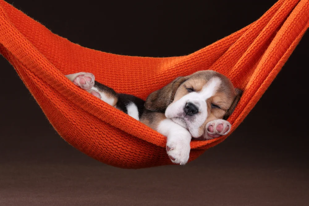 shutterstock_358613003