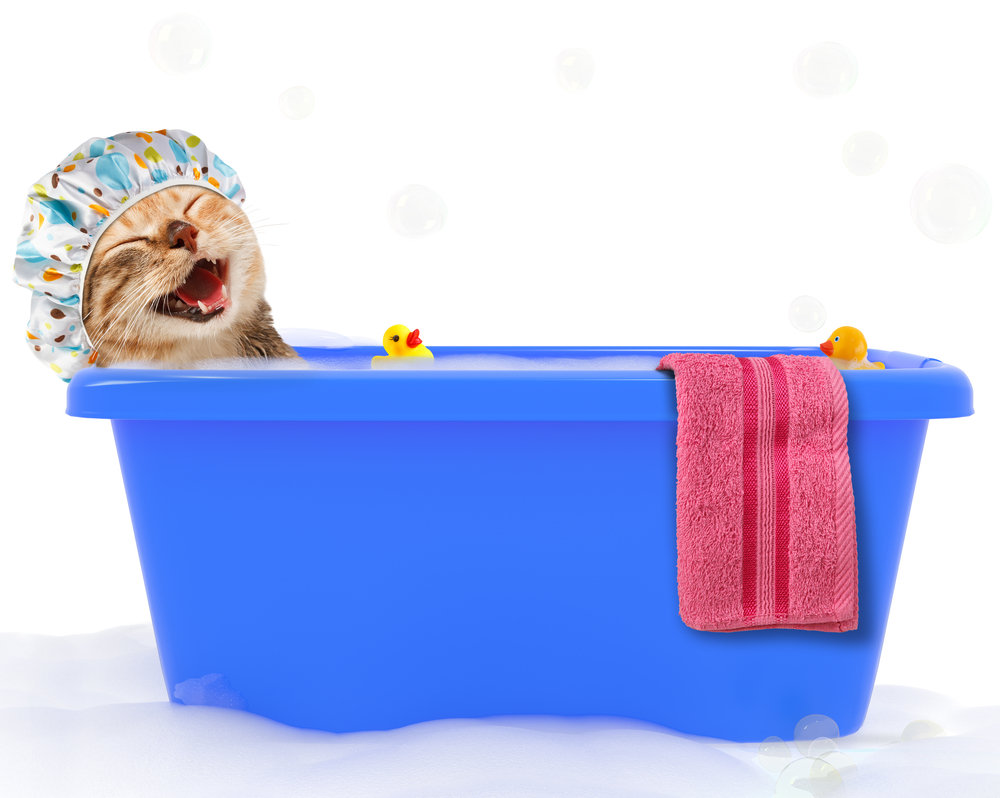 shutterstock_566815435