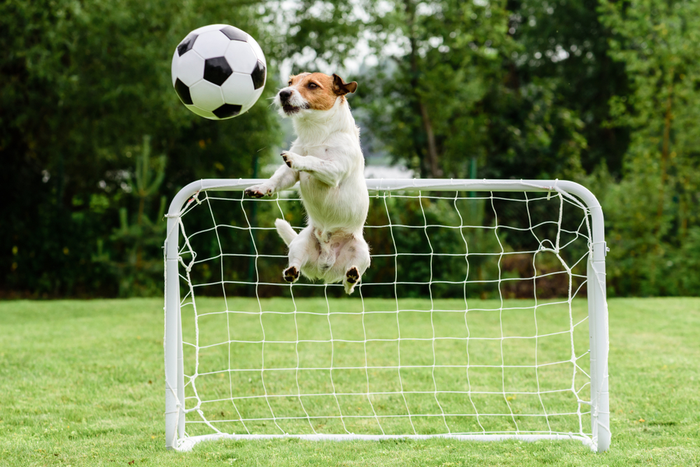 shutterstock_770394292